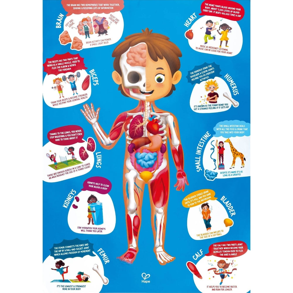 Hape Human Body Puzzle poster with a cartoon child and anatomically colored organs on blue background