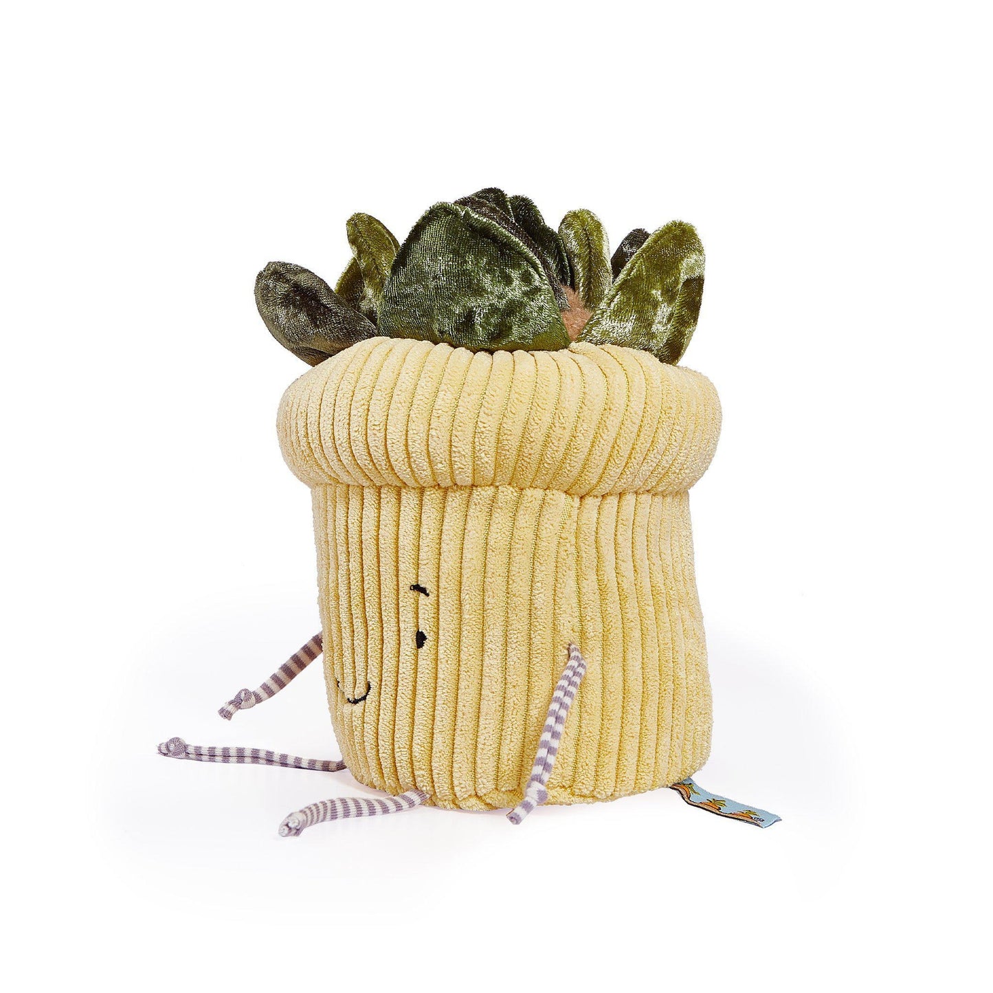 BUNNIES BY THE BAY WINDOWSILL SUCCULENT PLANT - baby enRoute