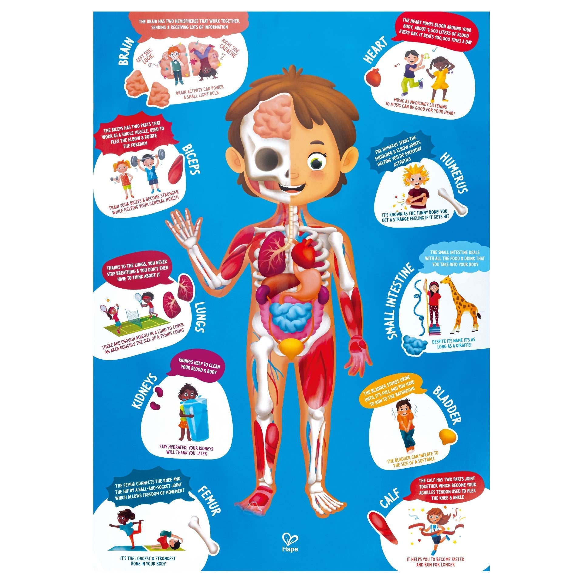 Hape Human Body Puzzle